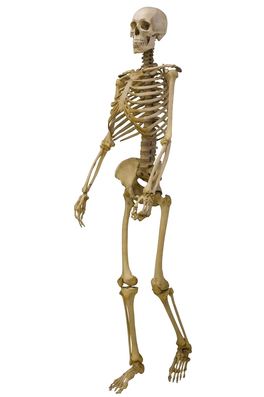 bijles biologie